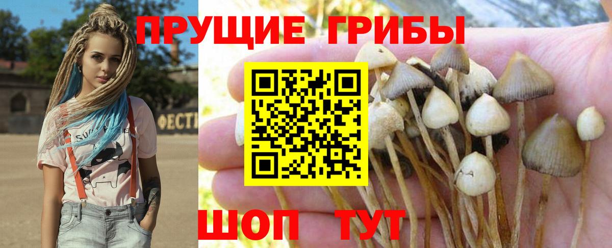 Сланцы  Псилоцибиновые грибы мухоморы  Вход с VPN 
